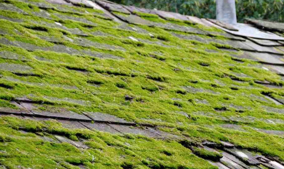 Preventing Moss and Algae during raining season